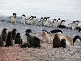 OK class, today were going to discuss how to spot a Chinstrap penguin in a colony of Adelies