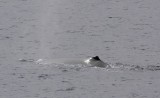 Humpback Whales