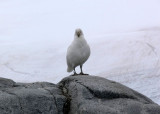 Snowy Sheathbill