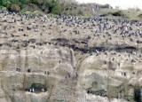 Blue-eyed Shags at Tucker Island