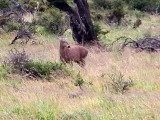 A Chilean deer called a Huemul