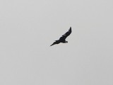 A Condor