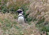 Magallenic Penguins