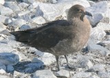 A Skua