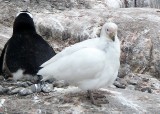 Birds (12).jpg
