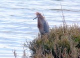 A Reddish Egret - Supposedly Fairly Rare Here