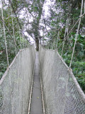 A Canopy Walkway off the Napo River