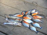 Our Catch of Piranha and Catfish