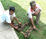 A 7-Foot Anaconda (Python?) Caught a Few Days Earlier