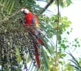 The Amazon Rain Forest