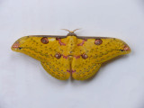 Loepa diversiocellata.jpg