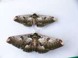 Saturnia lesoudieri.jpg