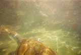 taken with waterproof underwater camera