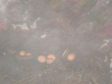 eggs cooking