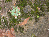 flowers alone the trail