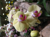 Orchids at the airport in Singapore