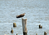 Another Osprey
