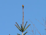 A RED ROBIN singing in the trees when we left Fjell Festung-Maybe in Memory of the 25 RED Prisoner.JPG