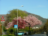 Impossible to make good photos because of Signposts all over the City