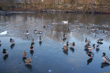 Malards, Ducks on Ice