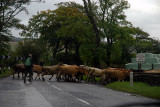 COWS CROSSING A ROAD