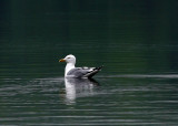 gull-canadian lake