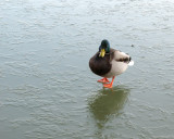 Duck on Ice or Just standing around