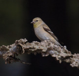 012707 American Goldfinch