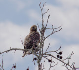 020407 Red-shouldered Hawk