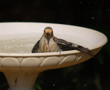 052107 Bathing Red-Bellied Woodpecker1b.jpg