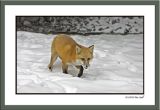 Red fox backyard.jpg