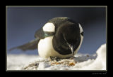 Magpie shallow dof.jpg