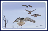 Hawk owl sequence shot.jpg