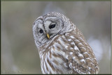 Barred owl portrait shot 2.jpg