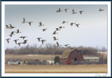 Ducks over the Farm.jpg