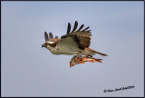 Osprey/fish