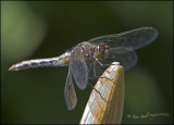 Cherryfaced meadowhawk copy.jpg