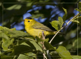 Wilson Warbler Male .jpg