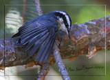 Red breasted  nuthatch wing out.jpg