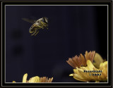 Bee coming for landing.jpg