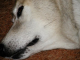 Again, Ashley is still resting. Some times a soft growl
and also some feet twitch as a result I think of a dream.
Hope you enjoyed this gallery, I had fun doing it and
the result of being able to put a classic camera
back into service again was very rewarding.
How about you? Ready to give it a try?