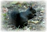 Black Squirrel.jpg