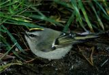 Golden-crowned Kinglet (Regulus satrapa) 