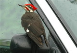 Pileated Woodpecker 46.JPG