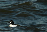 Common Goldeneye - Male (Bucephala clangula)
