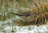 American Pipit (Anthus rubescens)