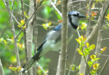 Blue Jay (Cyanocitta cristata)