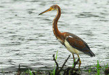 Tri-colored Heron - juvenile (Egretta tricolor)