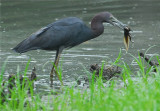 Little Blue Heron  (Egretta caerulea)