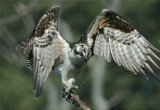 Osprey